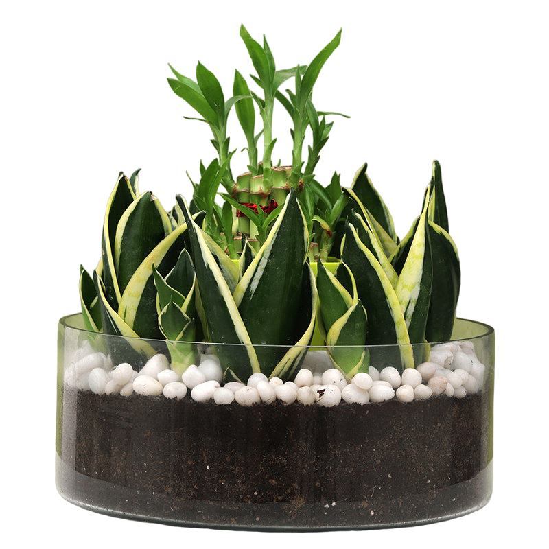 Air Purifying Good Luck Plant Combo