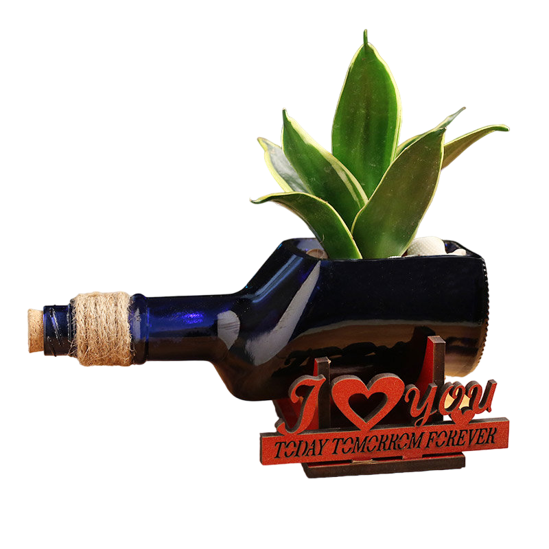 Bottle Sansevieria Lotus Plant