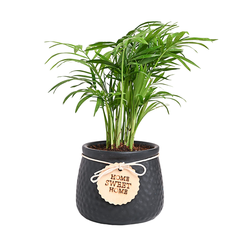 Chamaedorea Palm In Ceramic Pot