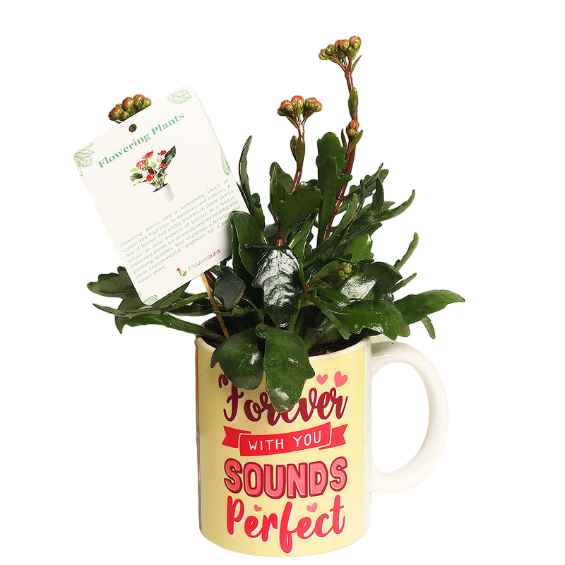 Flowering Love Kalanchoe