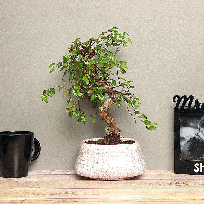 Ulmus S Shaped Bonsai - Image 3