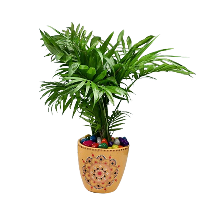 Medinilla Magnifica - Jiffy Plants