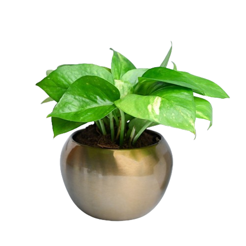Money plant Sapling - Indoor Plant