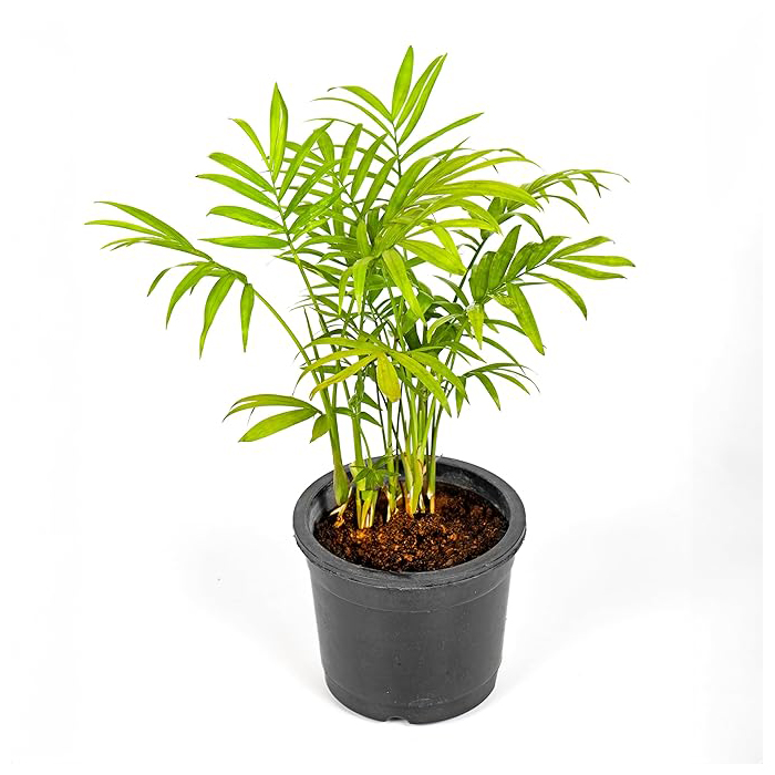 Areca Palm plant