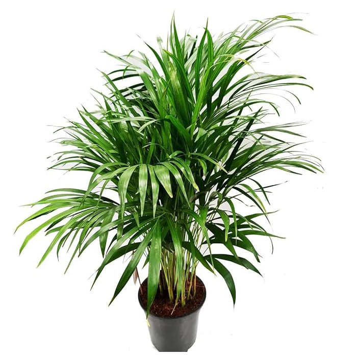 Garden Art live indoor plant (Areca Palm)