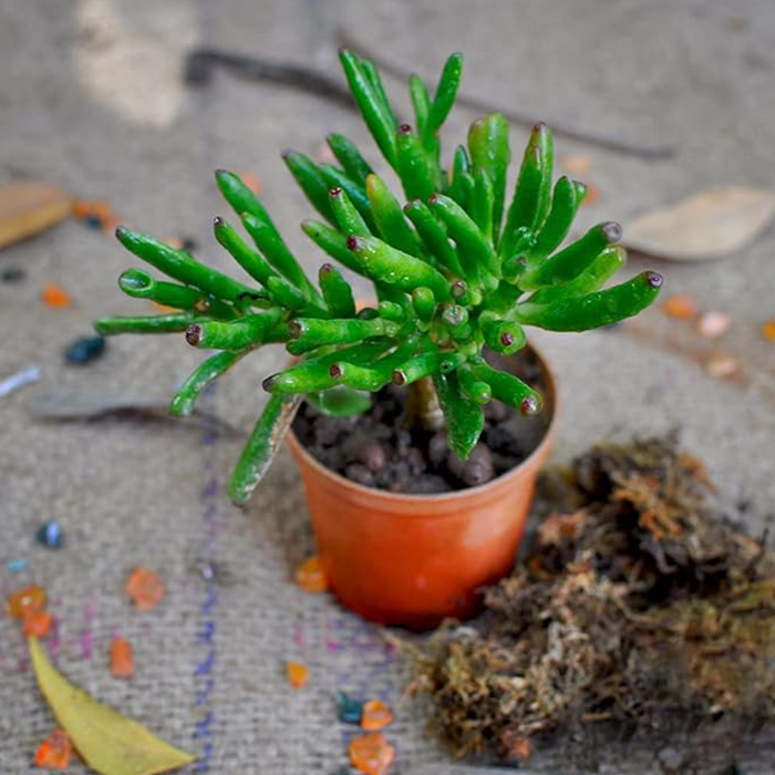 Gollum Jade
