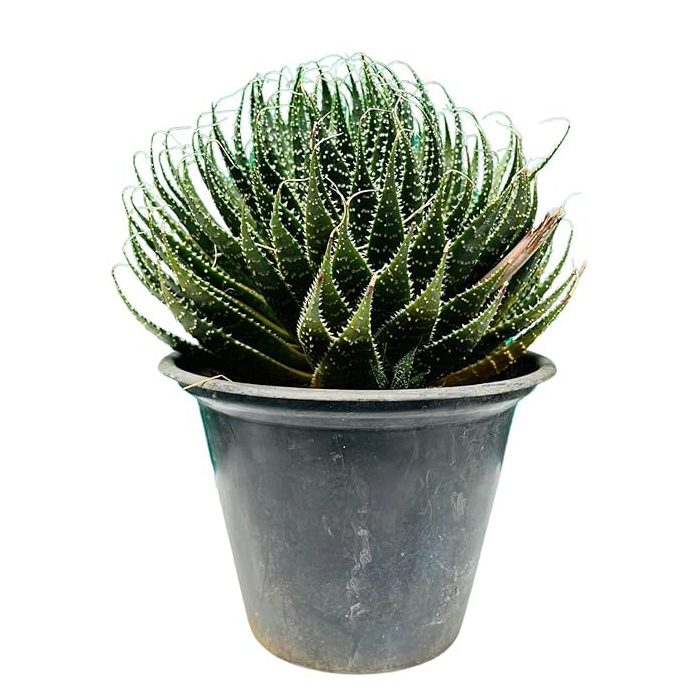 Greenursery Aloe Aristata