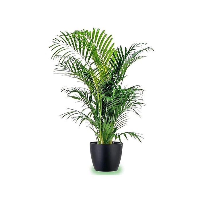 Greenursery Areca Palm Natural Live Indoor Plant with Pot - Extra Large