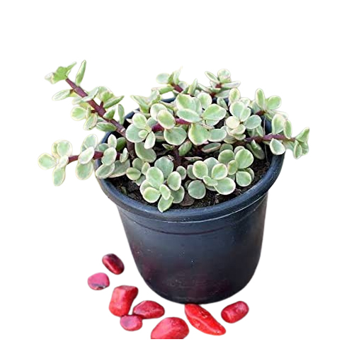 Mphmi Seedless Plant Indoor Plants Variegated Jade Plant