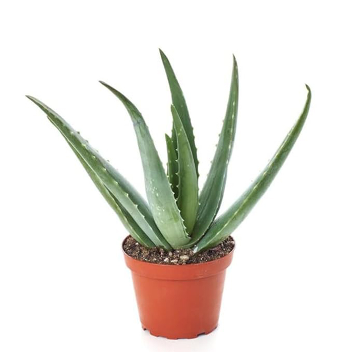 Aloe vera live plant big leaves | Easy Care Succulent Live Plant