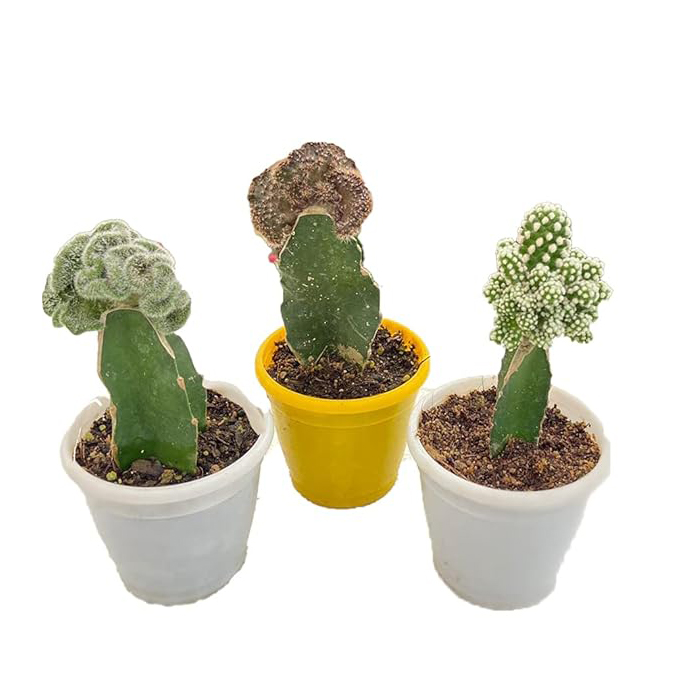 Indian Gardens - Cv Chocolate, Mammillaria Gracillis Snowcap, Brain Cactus