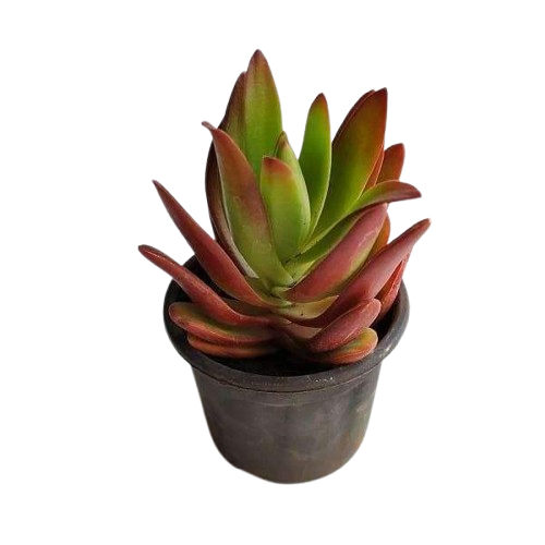 desktop & Plants