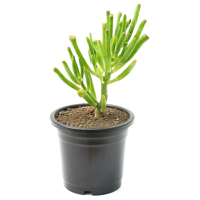 India Gardening Crassula Ovata Plant | Gollum Jade Plant