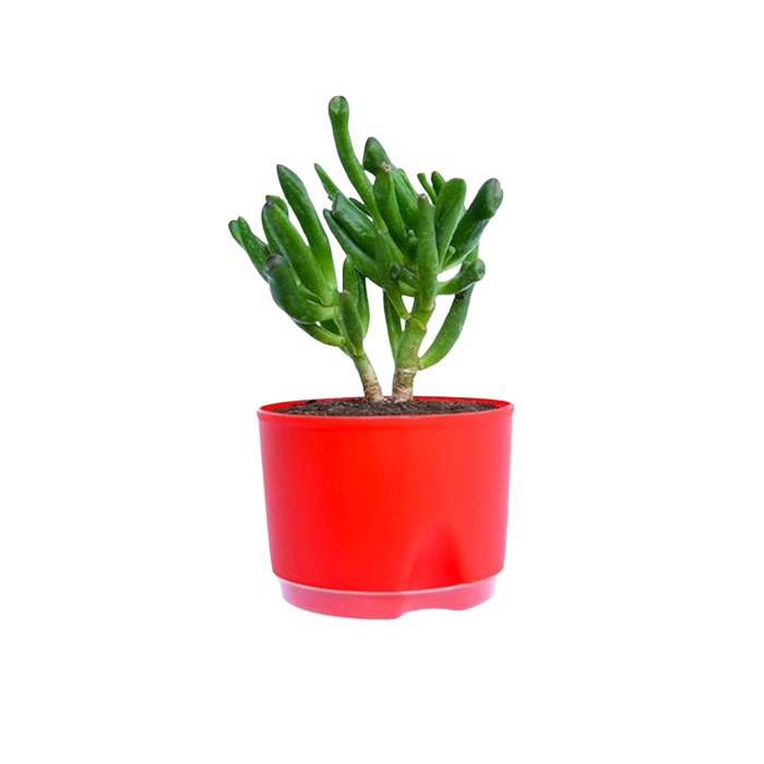 Veryhom Original Gollum Jade (Crassula Ovata) Succulent plant
