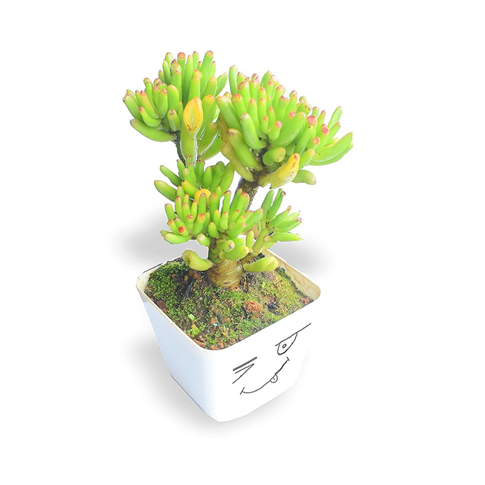 MVM e-comerce Live Succulent Plant Gollum Jade, Finger Jade