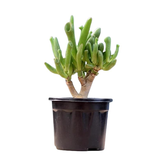 Plants