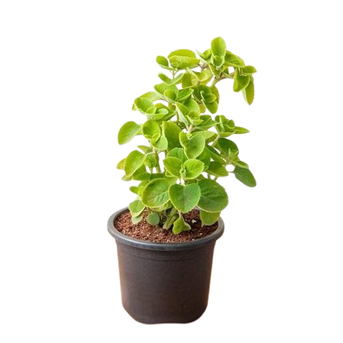 UGALOO Oregano Ajwain Herb Plant with Pot