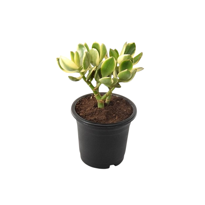 Rare" Crassula Ovata Jade Plant Money Plant variegated
