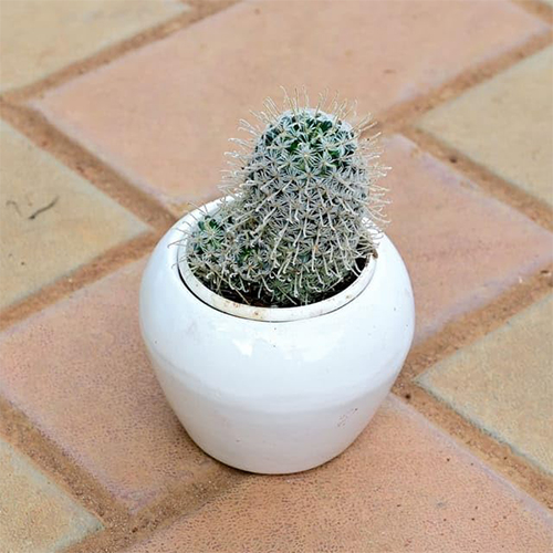 Mammillaria cactus