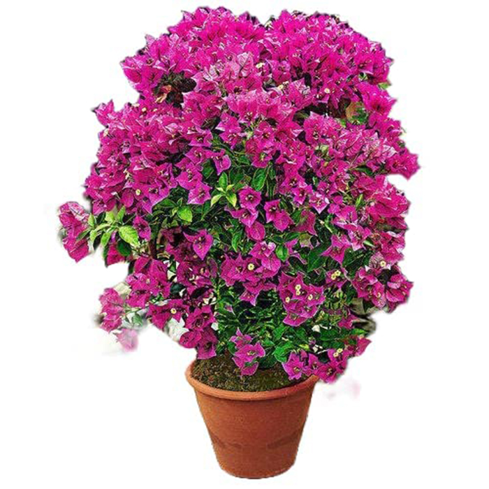 PlantaZee bougainvillea Plants| Outdoor Live Plant