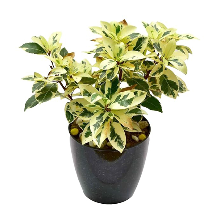Garden Art New Ficus Safari Live Indoor Outdoor Plants