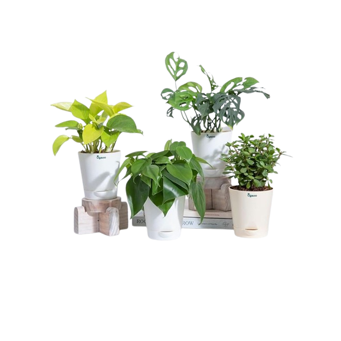 plants combo