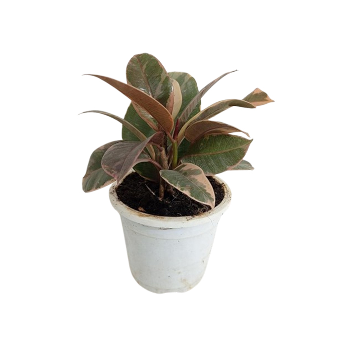 Floral Treasure Ficus elastica Ruby Plant Live Rubber Tree Indoor Houseplant