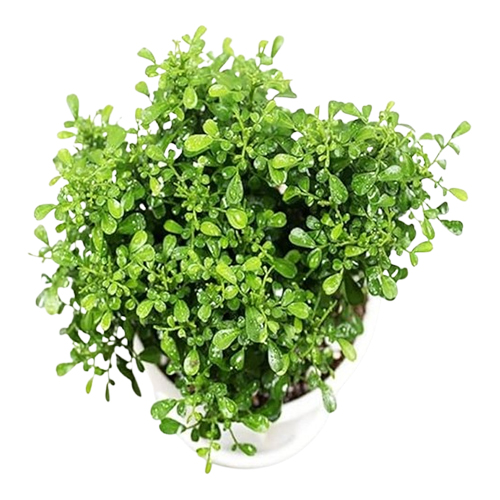 Office table plants,Table kamini (Pack of 1 With Pot)